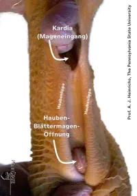 Anatomie der Haubenlippen