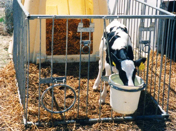 Kalb im Iglu trink Wasser