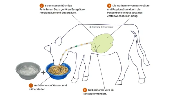 Die website pansenentwicklung.de von Dr. Ugur Kalayci.